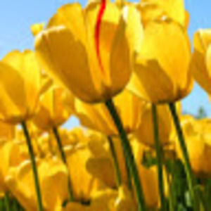 Meet your Posher, Mindy